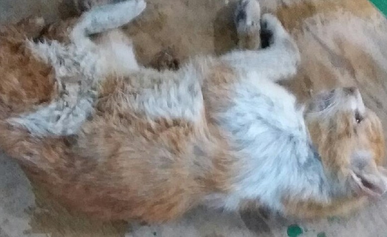 대구유기동물보호협회_427347202300407